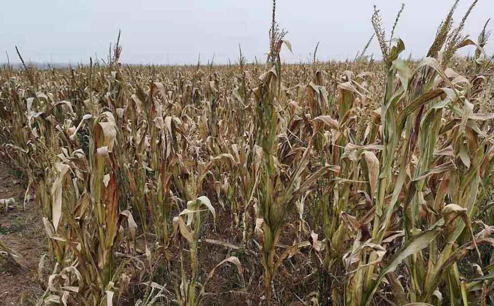 炭氣聯(lián)產(chǎn)是什么工藝 生物質炭氣聯(lián)產(chǎn)設備介紹